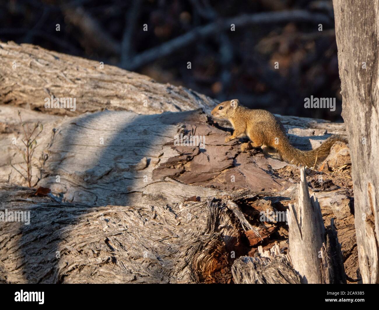 Ein erwachsenes Smith's Bush Squirrel (Paraxerus cepapi) im Save Valley Conservancy, Zimbabwe, Afrika Stockfoto