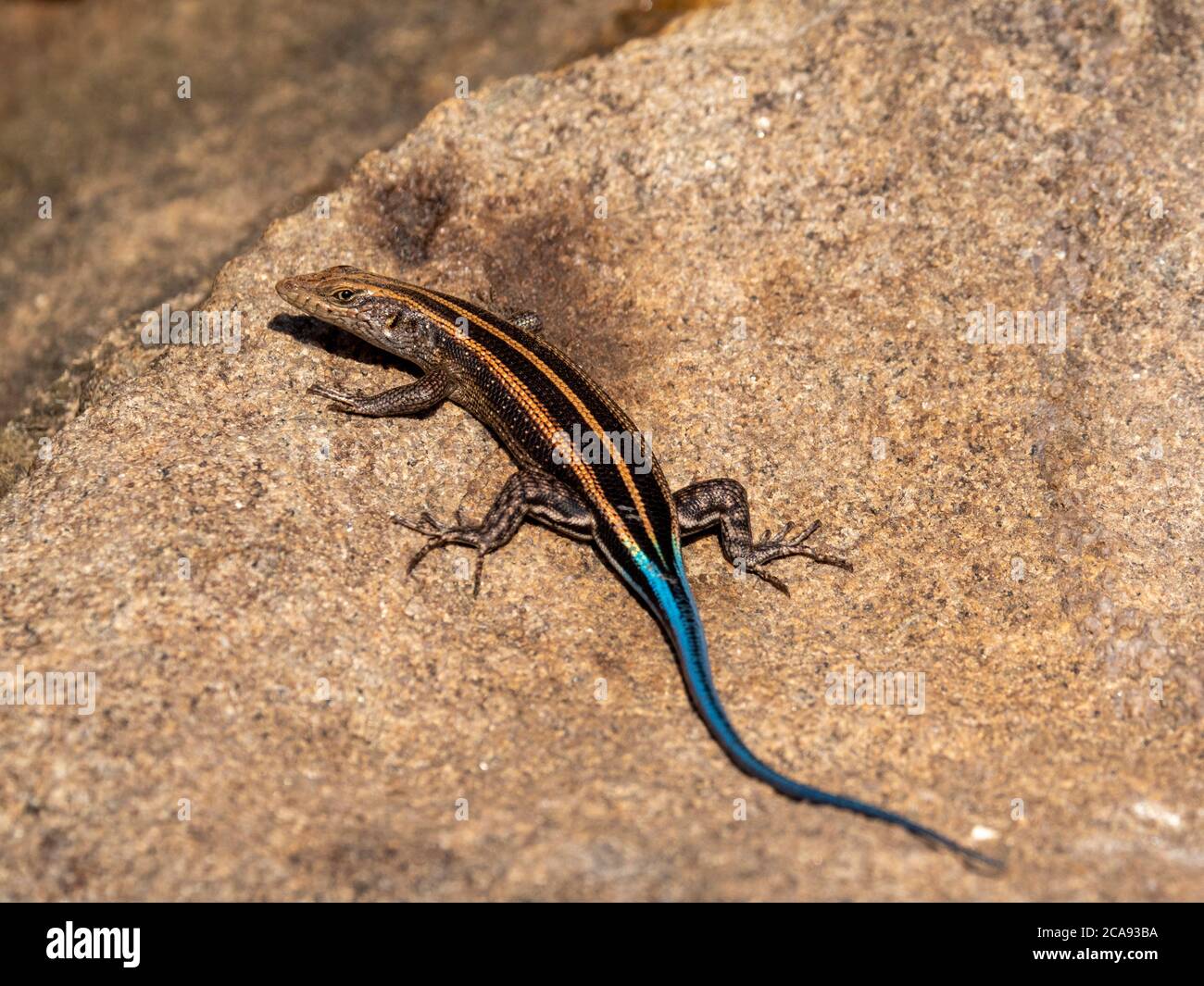 Erwachsener männlicher afrikanischer Five-lined-Skink (Trachylepis quinquetaeniata), Save Valley Conservancy, Simbabwe, Afrika Stockfoto