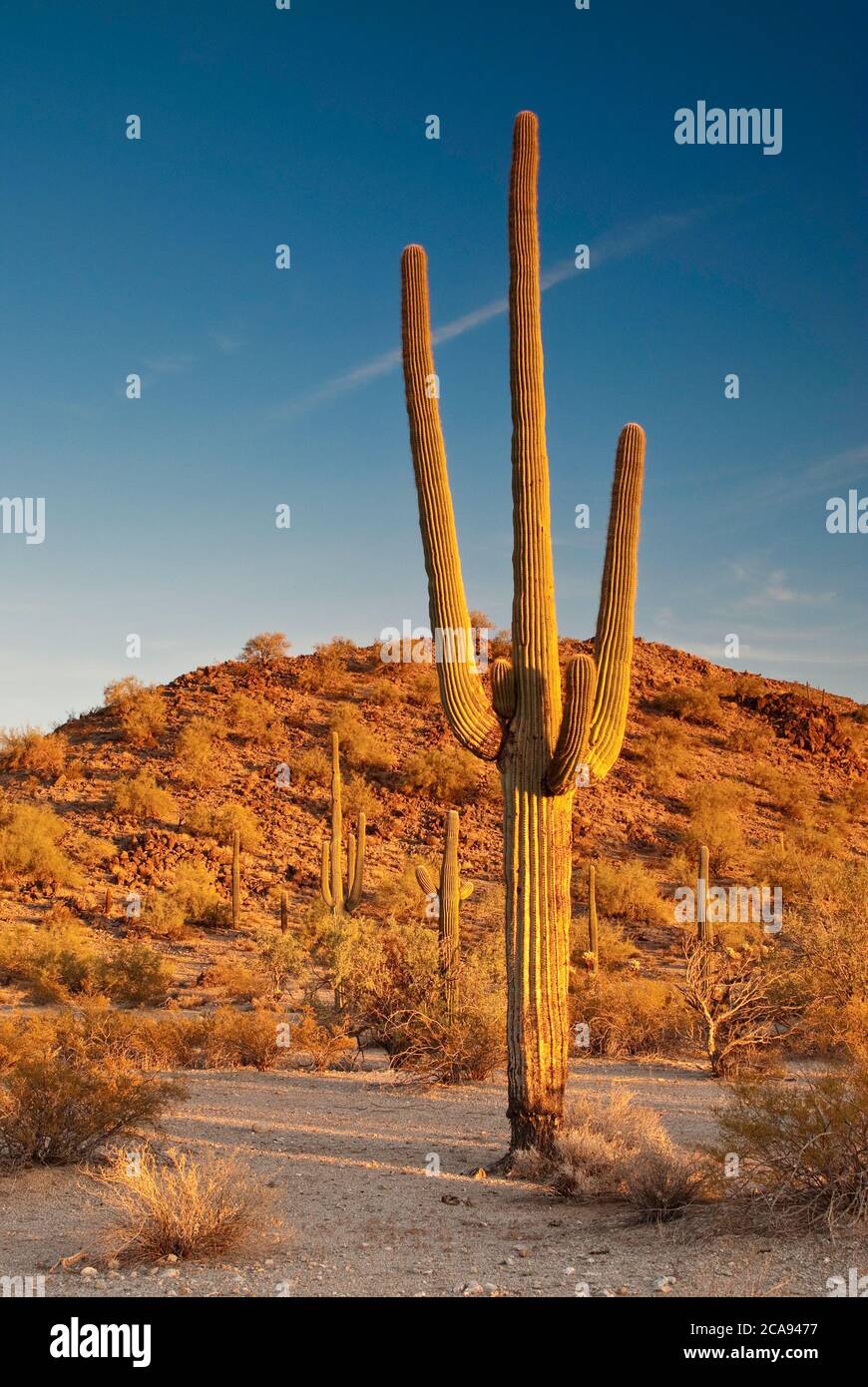 Saguaros bei Sonnenuntergang in South Maricopa Mountains Wilderness am Sonoran Desert National Monument, Arizona, USA Stockfoto