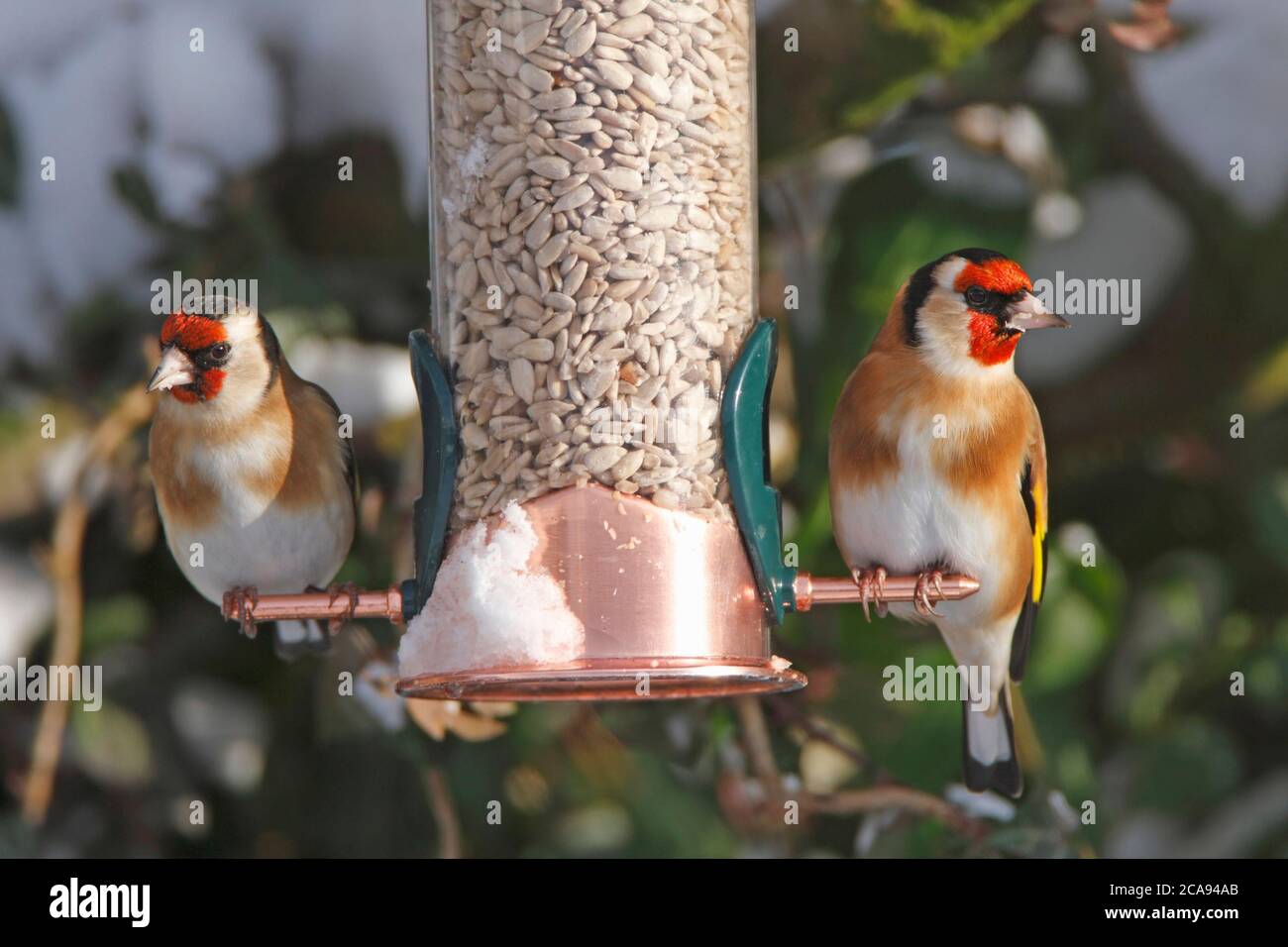 Goldfinch (Carduelis carduelis) besucht ein Futterhäuschen nach Schnee, Großbritannien. Stockfoto