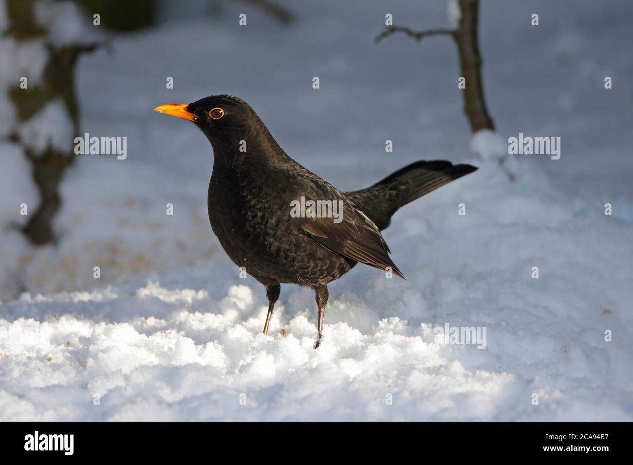 SCHWARZVOGEL (Turdus merula) Männchen in einem verschneiten Garten, UK. Stockfoto