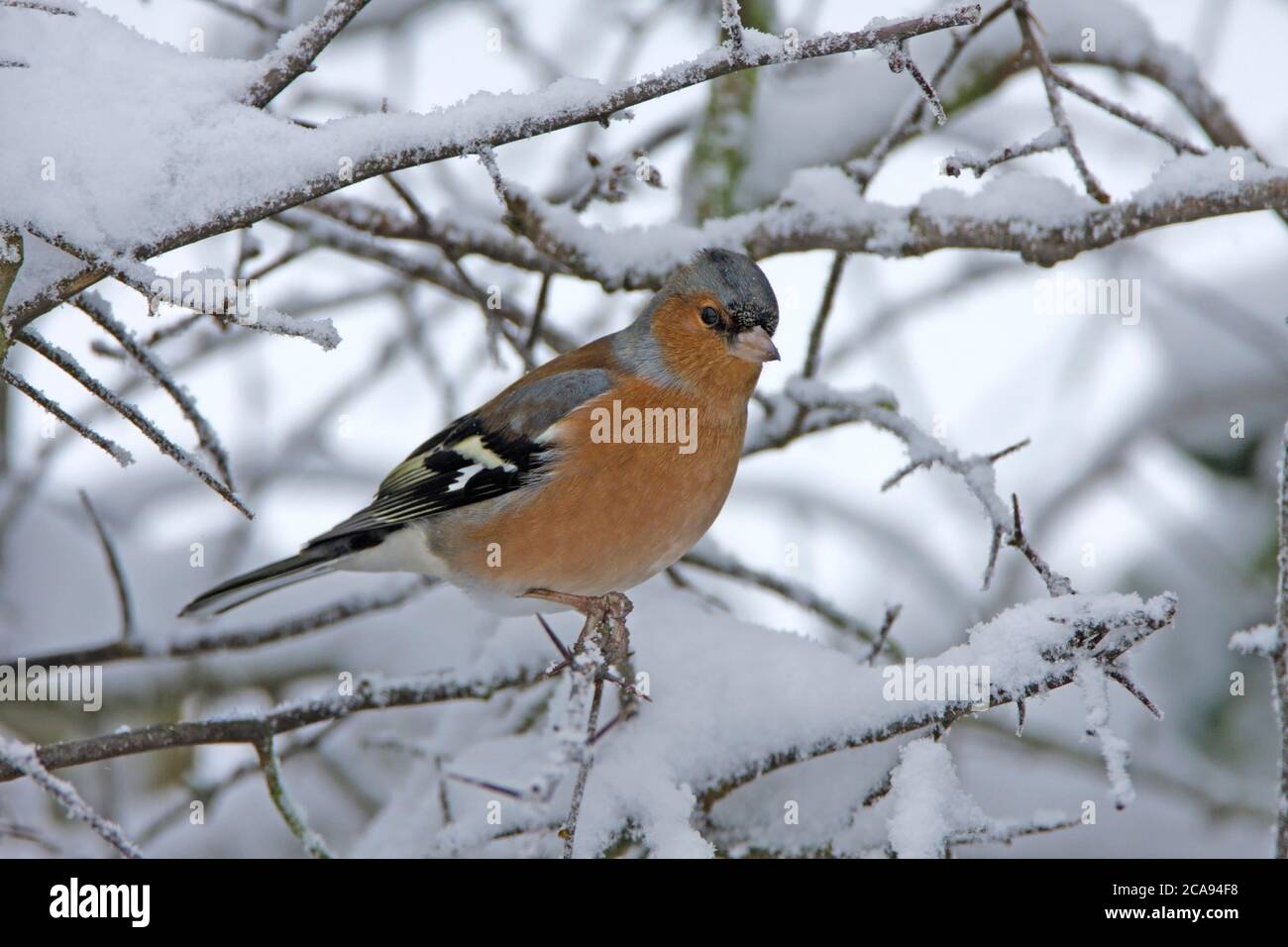 BUCHFINK (Fringilla coelebs) Männchen auf einem schneebedeckten Weißdornbusch, UK. Stockfoto