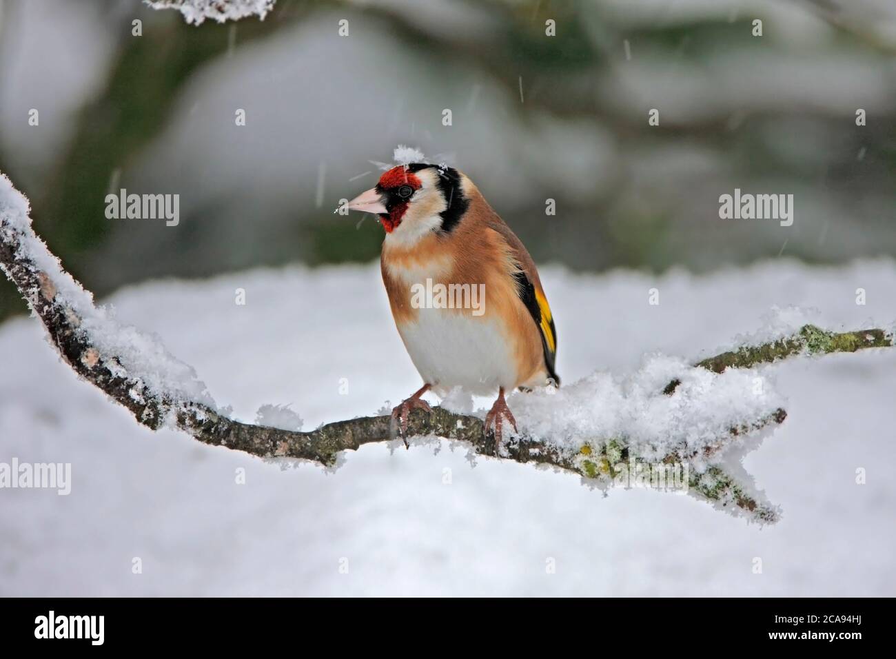 GOLDFINCH (Carduelis carduelis) in fallendem Schnee, Großbritannien. Stockfoto