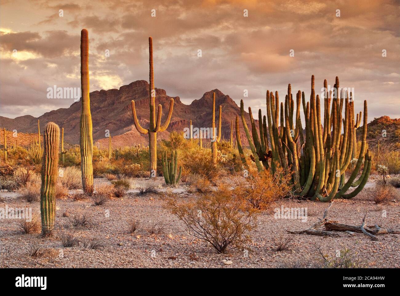 Orgelpfeifenkaktus, Saguaros am Ajo Mountain Drive, Diaz Spire in der Ferne bei Sonnenuntergang, Sonoran Desert, Organ Pipe Cactus National Monument, Arizona, USA Stockfoto