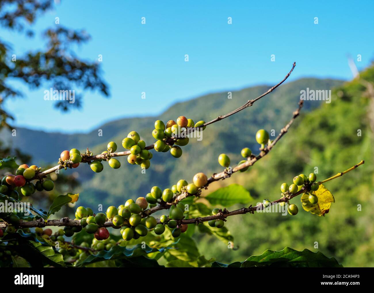 Coffea Kirschen in Coffee Plantation, Blue Mountains, Saint Andrew Parish, Jamaika, Westindien, Karibik, Mittelamerika Stockfoto