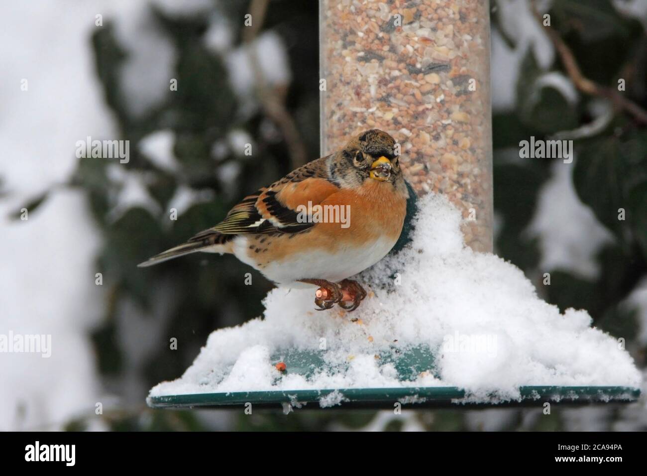 BRAMBLING (Fringilla montifringilla) Männchen auf einem schneebedeckten Futterhäuschen, Großbritannien. Stockfoto