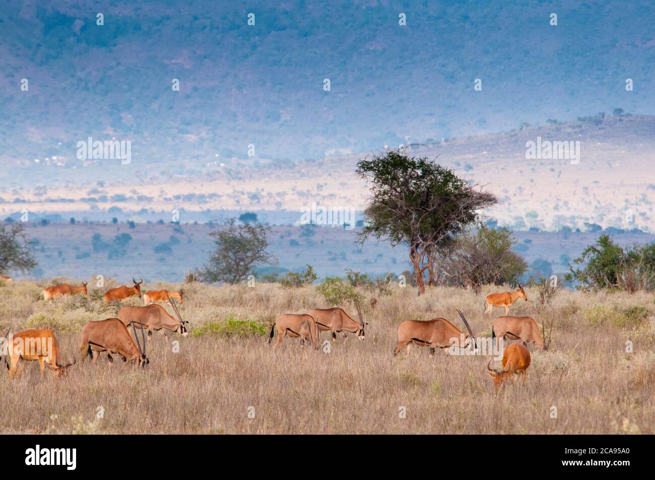 Gemsboks (Oryx gazella), hartebeest (Alcelaphus buselaphus) (Kongoni), Tsavo East National Park, Kenia, Ostafrika, Afrika Stockfoto