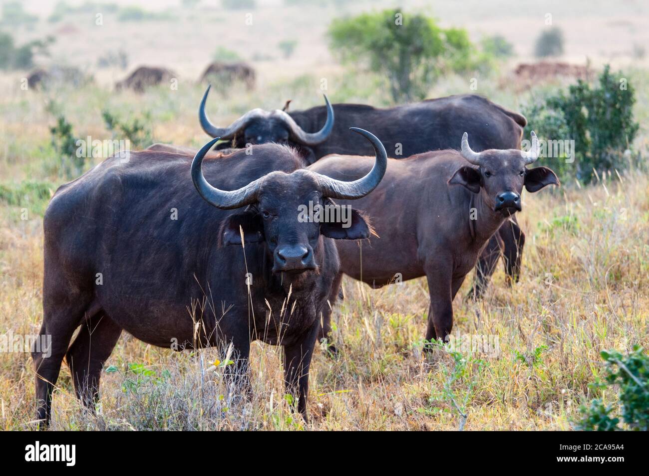 Horde of African Buffalo (Syncerus Caffer), Taita Hills Wildlife Sanctuary, Kenia, Ostafrika, Afrika Stockfoto