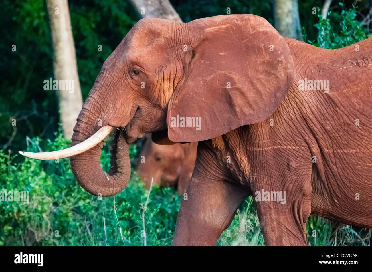 Elefant (Loxodonta africana), Tsavo East Nationalpark, Kenia, Ostafrika, Afrika Stockfoto