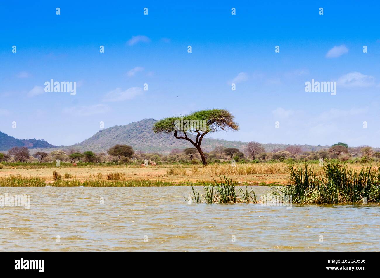 Ufer des Lake Jipe, Tsavo West National Park, Kenia, Ostafrika, Afrika Stockfoto