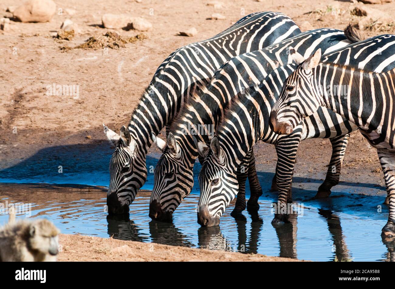 Plains Zebras (Equus quagga), trinken in einer Pfütze, Taita Hills Wildlife Sanctuary, Kenia, Ostafrika, Afrika Stockfoto