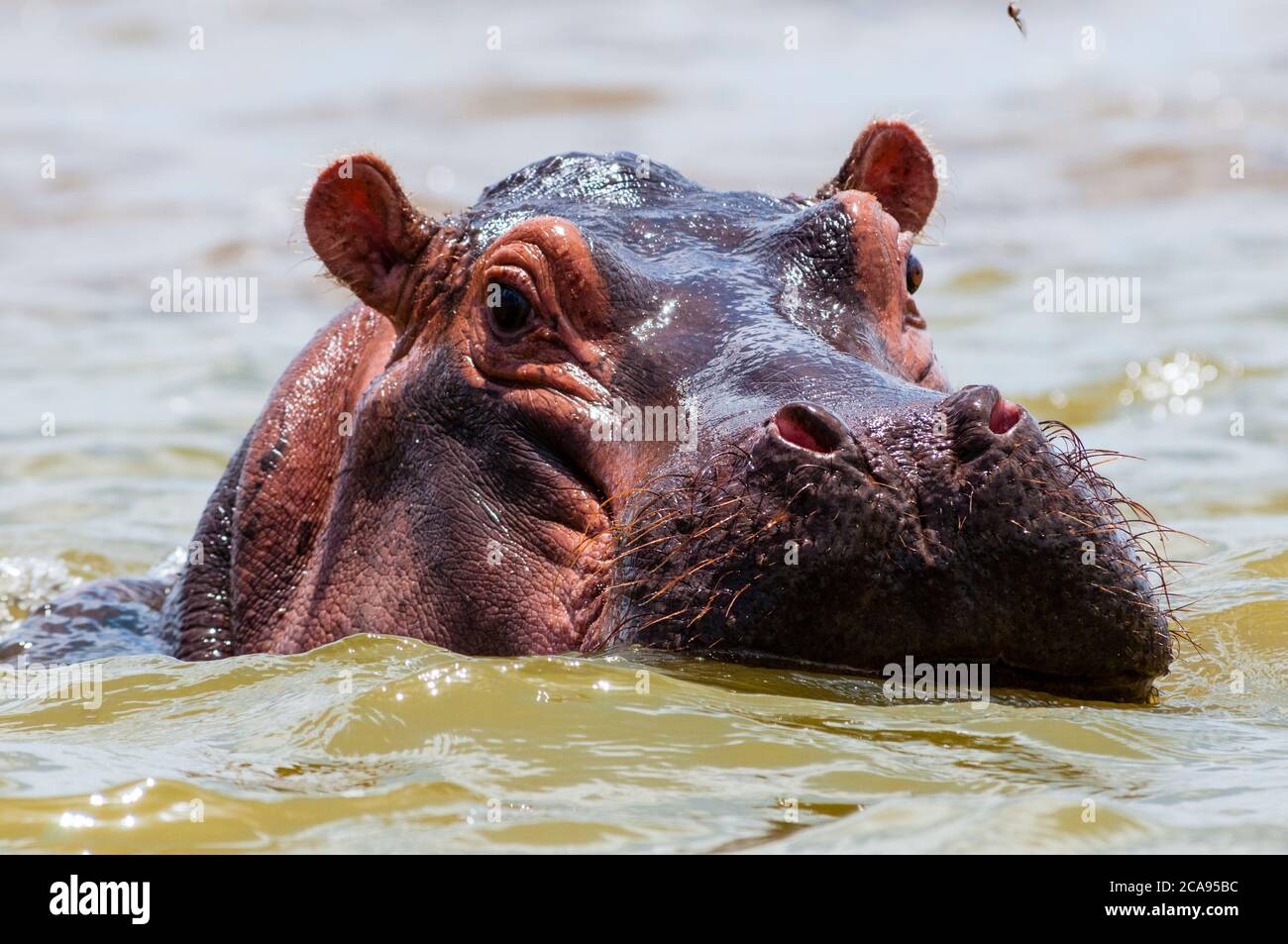 Hippopotamus (Hippopotamus amphibius), Lake Jipe, Tsavo West National Park, Kenia, Ostafrika, Afrika Stockfoto
