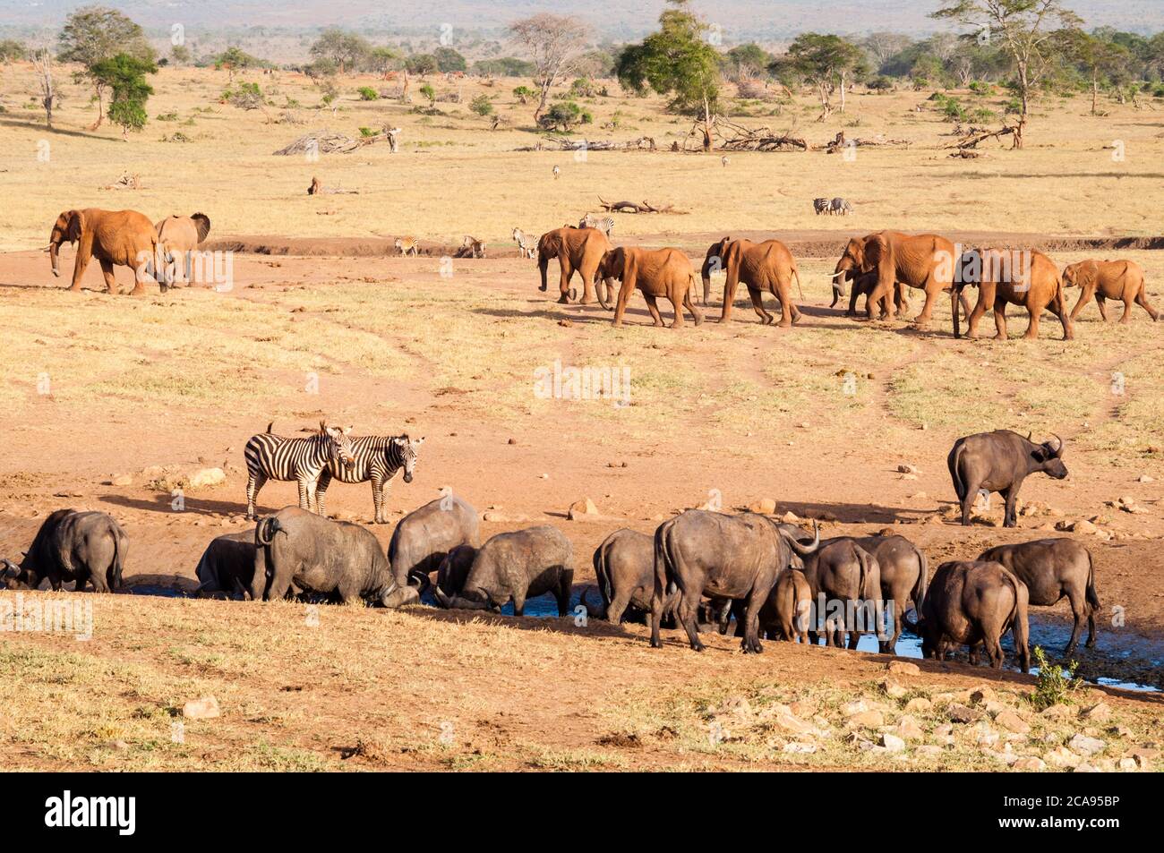 Afrikanische Büffel (Syncerus Caffer) trinken, Elefanten (Loxodonta africana), Taita Hills Wildlife Sanctuary, Kenia, Ostafrika, Afrika Stockfoto