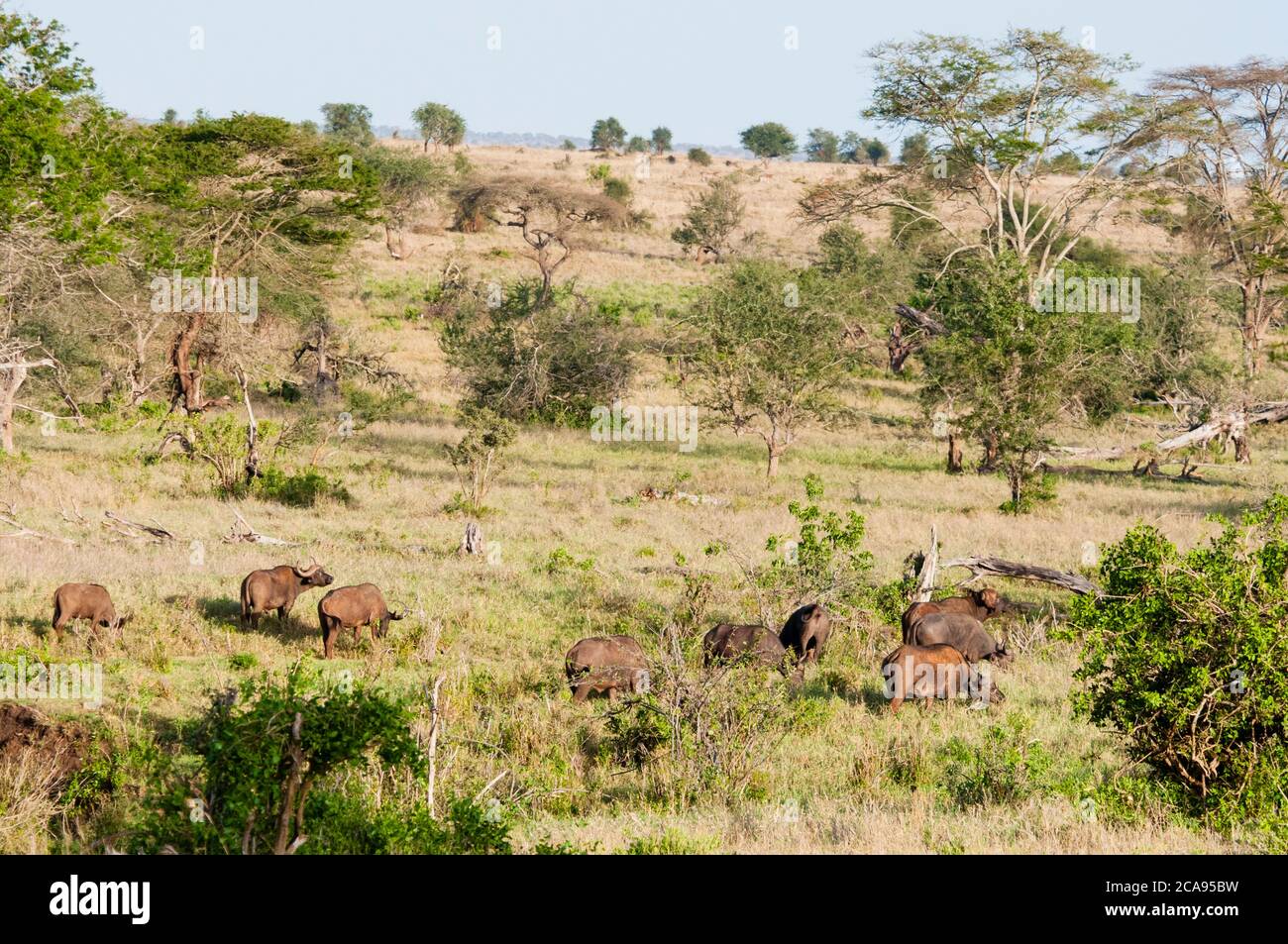 Herde afrikanischer Büffel (Syncerus caffer), Taita Hills Wildlife Sanctuary, Kenia, Ostafrika, Afrika Stockfoto