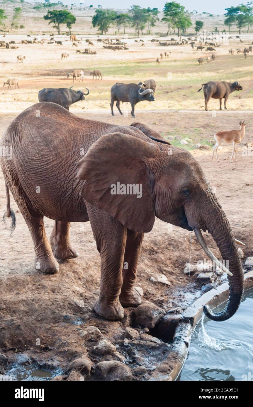 Elefant (Loxodonta africana) trinken, Taita Hills Wildlife Sanctuary, Kenia, Ostafrika, Afrika Stockfoto