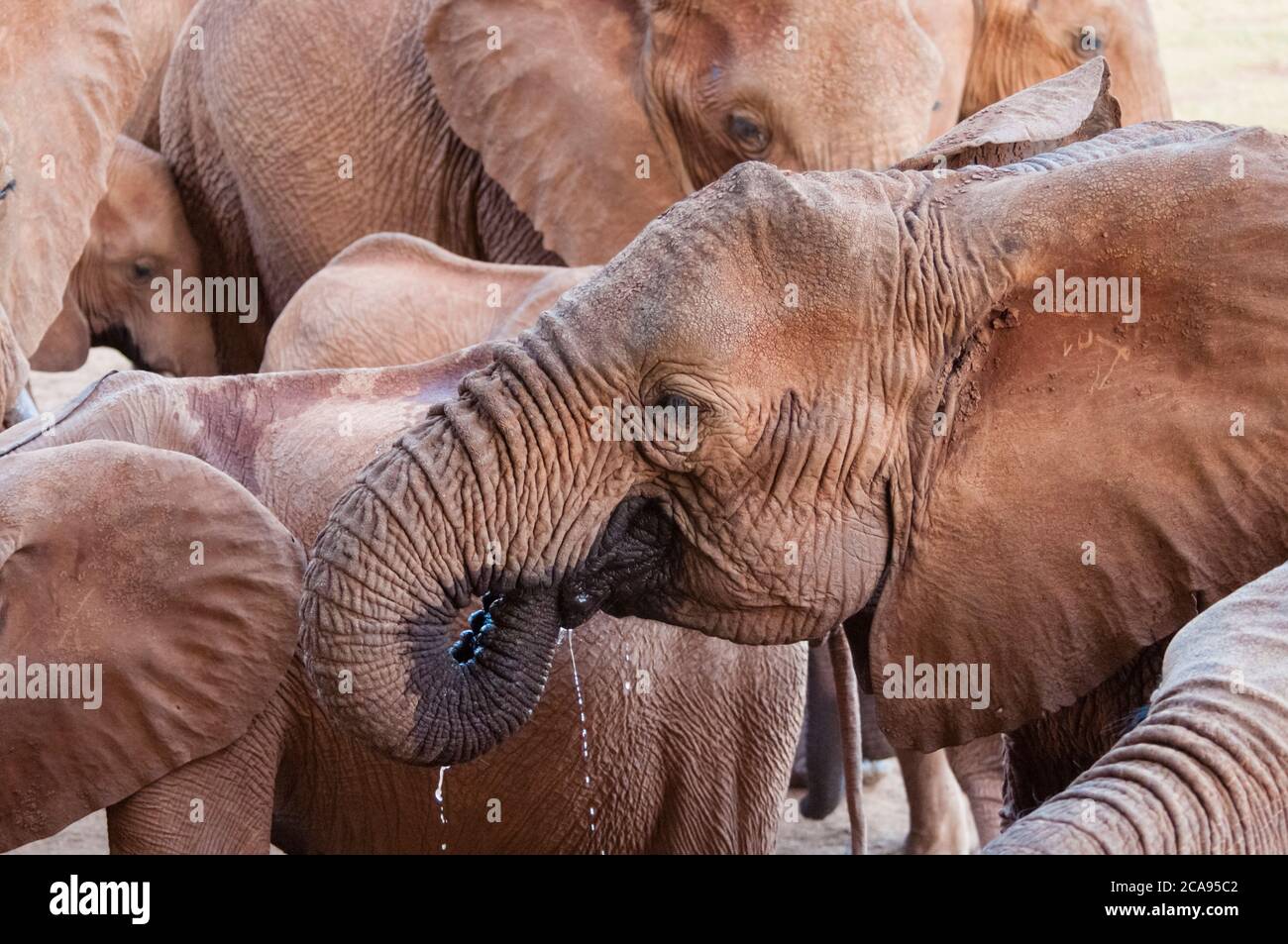 Elefanten (Loxodonta africana) trinken, Taita Hills Wildlife Sanctuary, Kenia, Ostafrika, Afrika Stockfoto