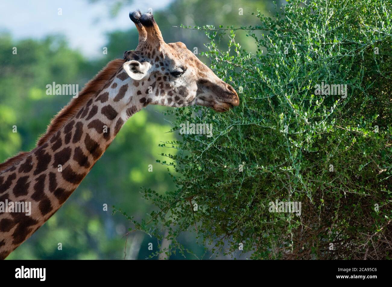 Männliche Maasai-Giraffe (Giraffa tippelskirchi), Tsavo East National Park, Kenia, Ostafrika, Afrika Stockfoto