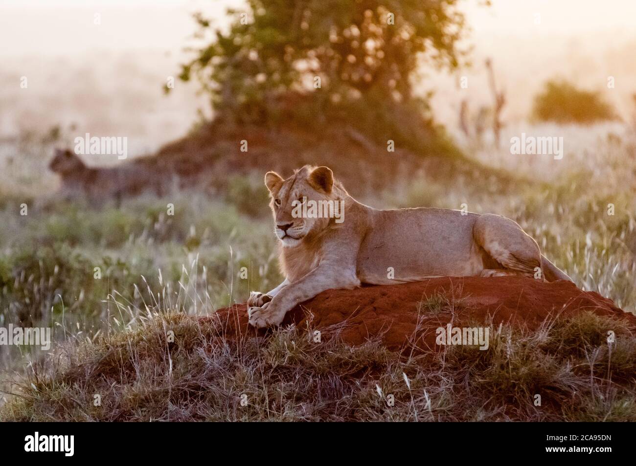 Zwei junge Löwen (Panthera leo) im Busch, Tsavo East National Park, Kenia, Ostafrika, Afrika Stockfoto