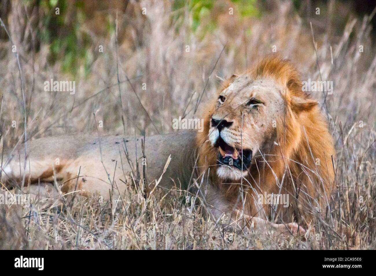 Männlicher Löwe (Panthera leo) im Busch, Taita Hills Wildlife Sanctuary, Kenia, Ostafrika, Afrika Stockfoto