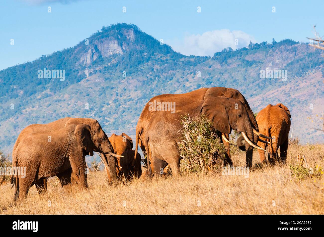 Elefantenherde (Loxodonta africana), Taita Hills Wildlife Sanctuary, Kenia, Ostafrika, Afrika Stockfoto