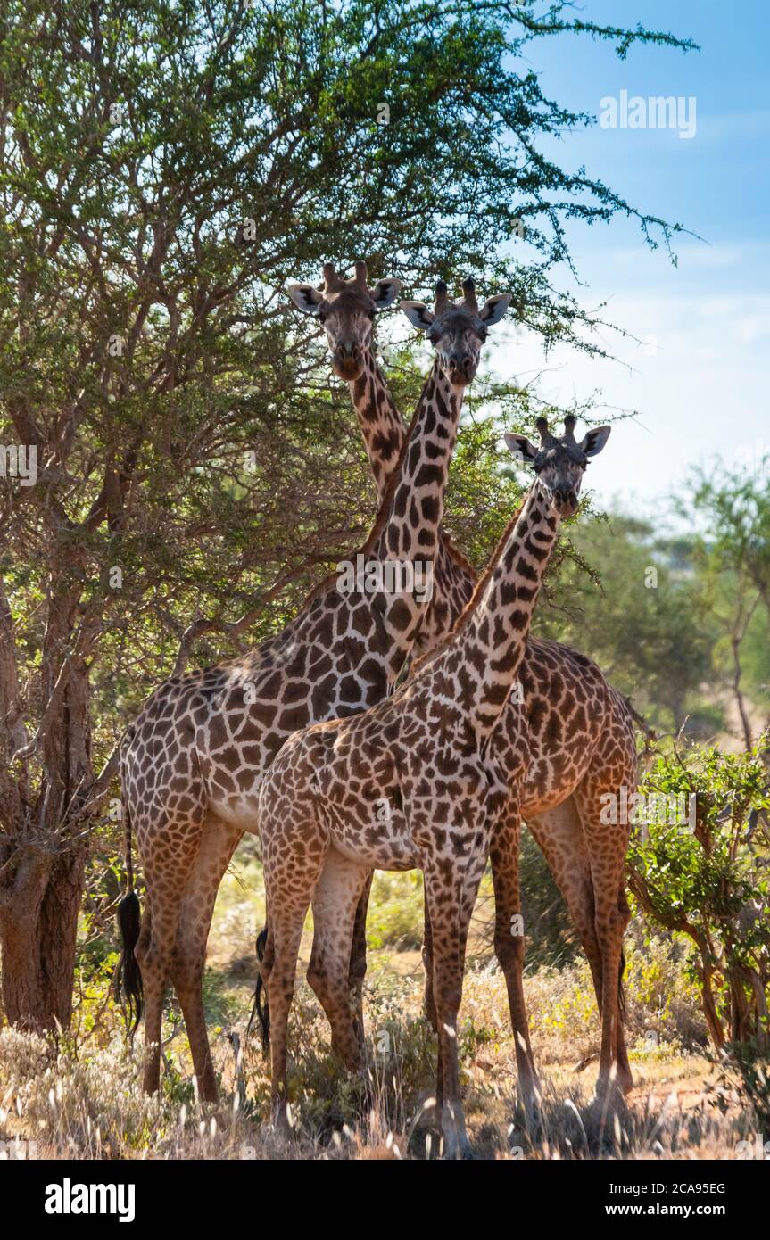 Maasai Giraffen (Giraffa tippelskirchi), Tsavo East Nationalpark, Kenia, Ostafrika, Afrika Stockfoto