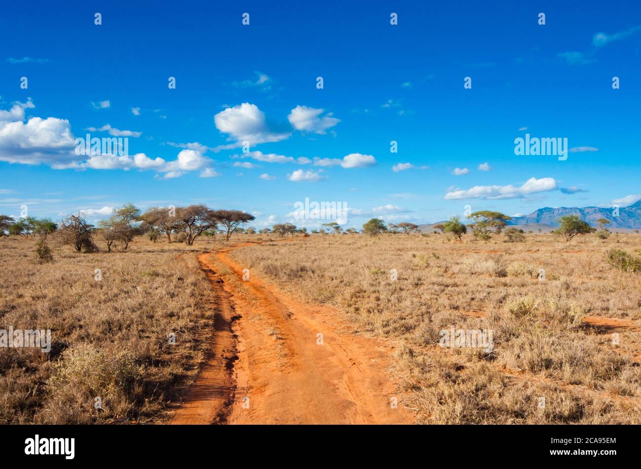 Trail in der Savannah, Taita Hills Wildlife Sanctuary, Kenia, Ostafrika, Afrika Stockfoto