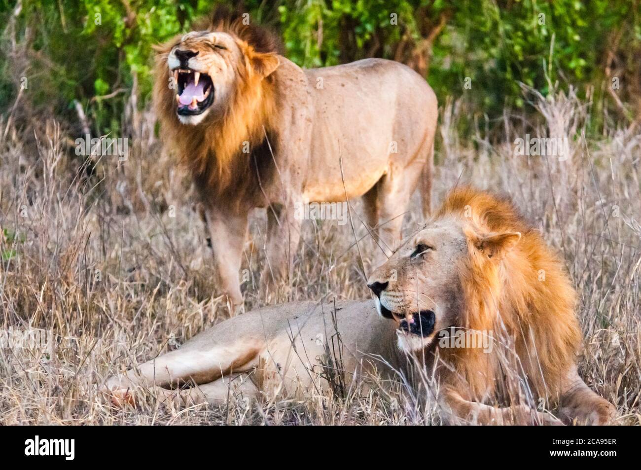 Zwei männliche Löwen (Panthera leo) im Busch, Taita Hills Wildlife Sanctuary, Kenia, Ostafrika, Afrika Stockfoto