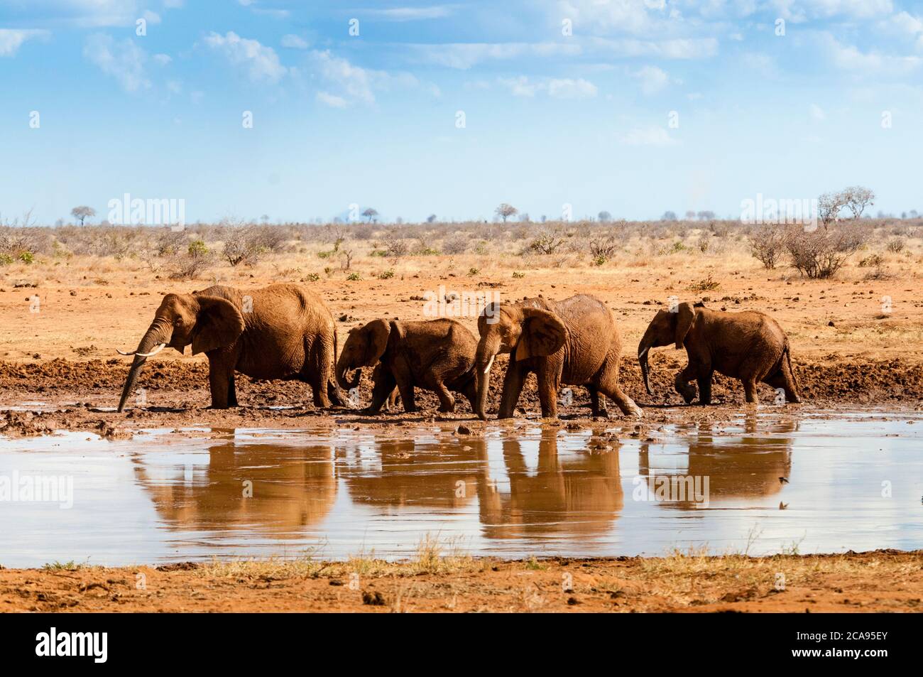 Elefanten (Loxodonta africana) am Wasserloch, Tsavo East National Park, Kenia, Ostafrika, Afrika Stockfoto