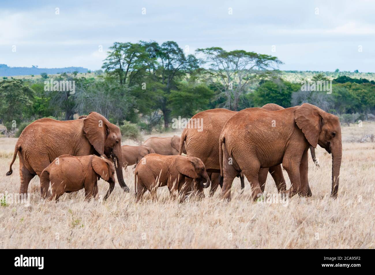 Elefantenherde (Loxodonta africana), Taita Hills Wildlife Sanctuary, Kenia, Ostafrika, Afrika Stockfoto
