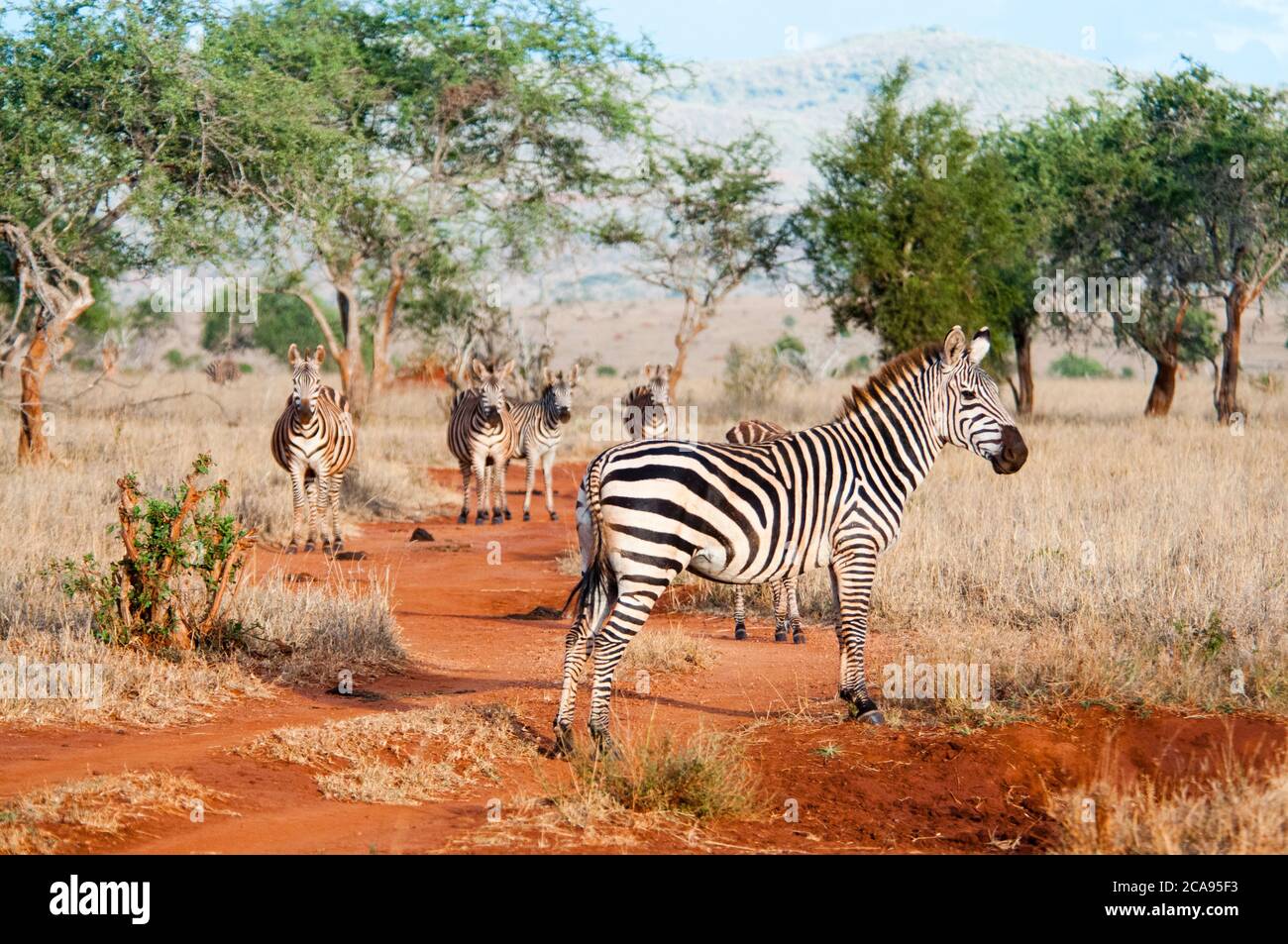 Plains Zebras (Equus quagga), Taita Hills Wildlife Sanctuary, Kenia, Ostafrika, Afrika Stockfoto
