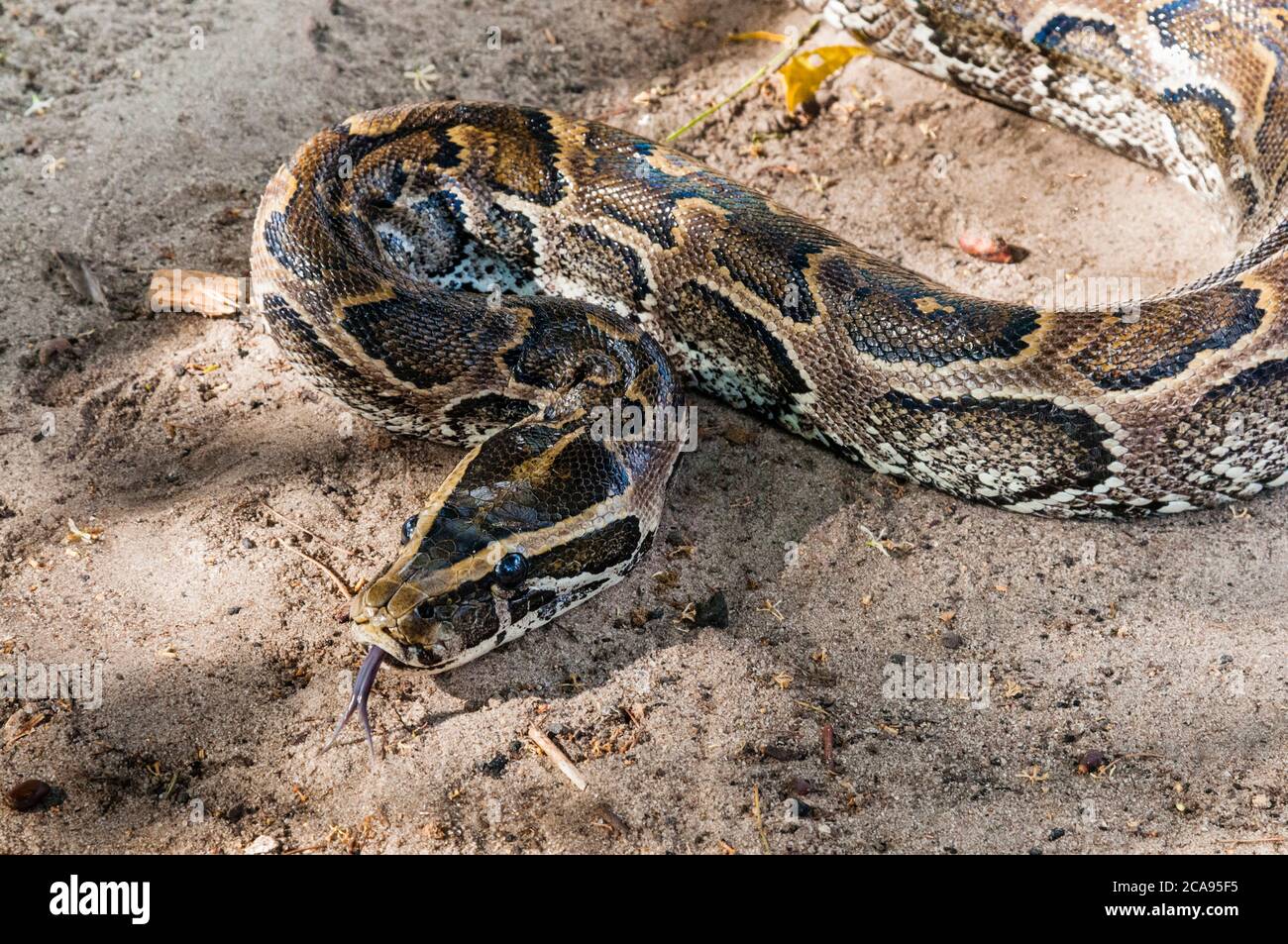 African Rock Python (Python sebae), Tsavo East National Park, Kenia, Ostafrika, Afrika Stockfoto