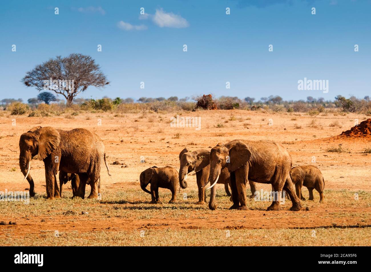 Elefantenparade (Loxodonta africana), Tsavo East Nationalpark, Kenia, Ostafrika, Afrika Stockfoto