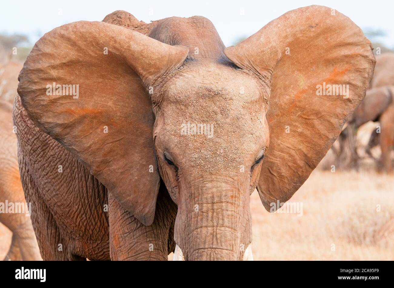 Elefant (Loxodonta africana), Tsavo East Nationalpark, Kenia, Ostafrika, Afrika Stockfoto