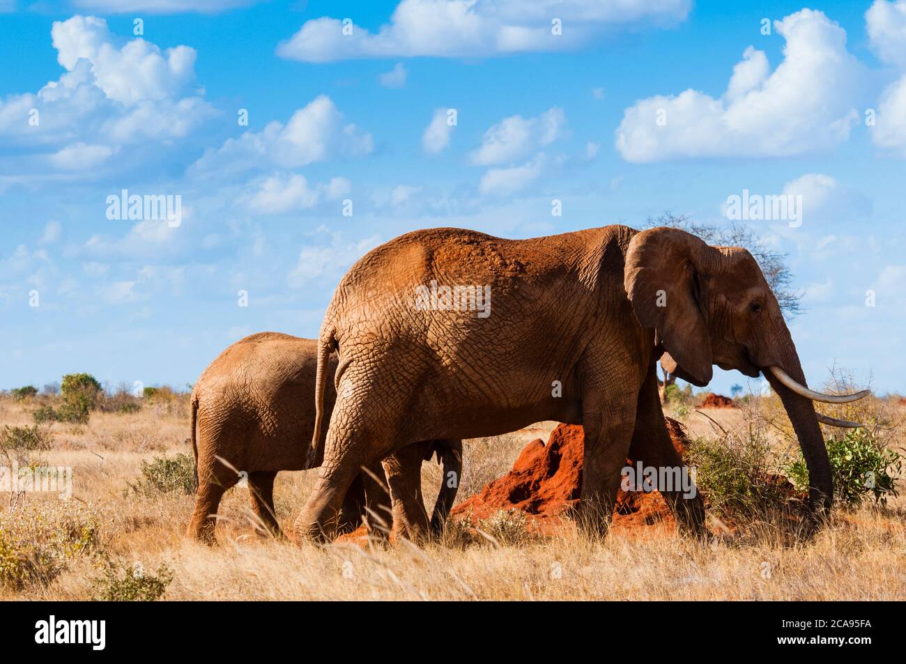 Elefantenweibchen und zwei Jahre altes Kalb (Loxodonta africana), Tsavo East National Park, Kenia, Ostafrika, Afrika Stockfoto