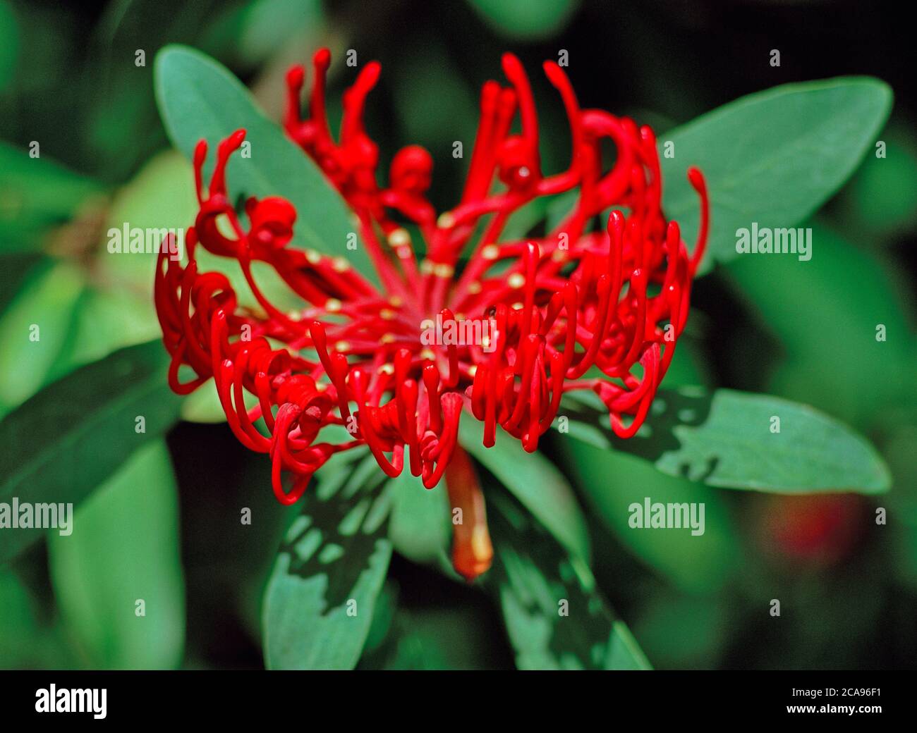 Eine Telopea mongaensis Blume, allgemein bekannt als Braidwood Waratah Stockfoto