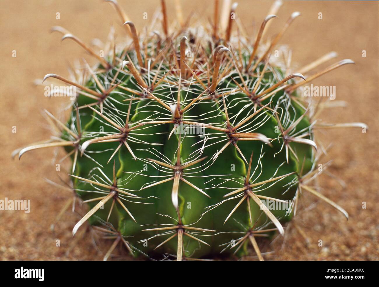 Pflanzenportrait eines Ferocactus Wislizeni Kaktus Stockfoto