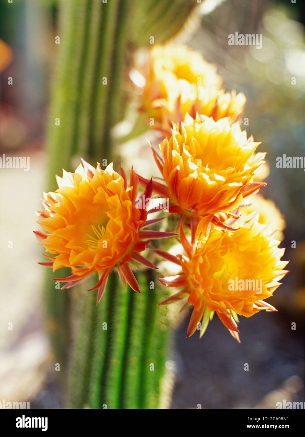 Blüht auf einem Red Fackel Kaktus Stockfoto
