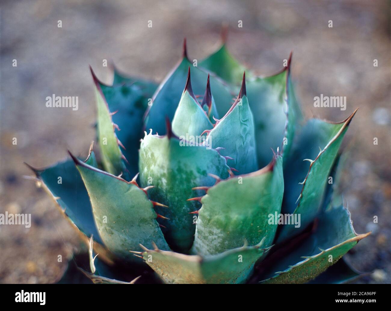 Ein Agave Potatorium Kaktus in Nahaufnahme Stockfoto
