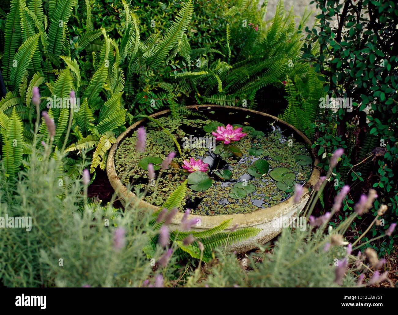 Ein mit Wasser gefüllter Steingutbehälter mit rosa Lilien ist von Lavendel und immergrünen Farnen umgeben Stockfoto