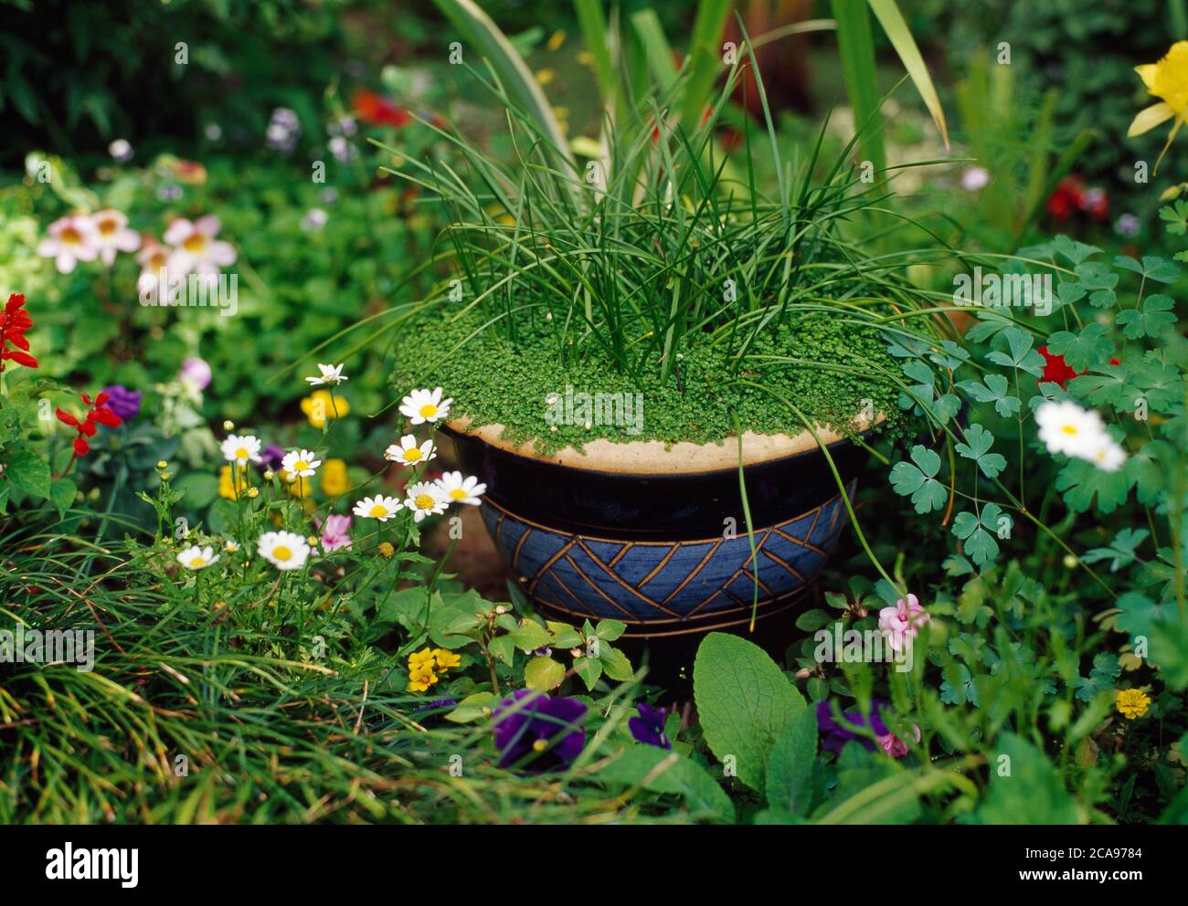 Ein Gartentopf mit 'Geist Ihr eigenes Geschäft', umgeben von krautigen Perrenalien Stockfoto