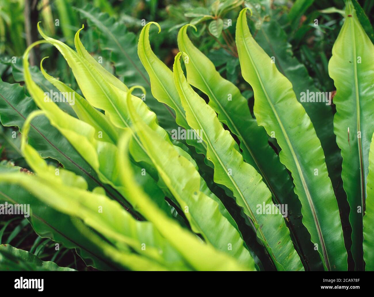 A Bird's Nest-Fern, (Asplenium Australasicum) kultiviert in einem schattigen Steingarten im östlichen New South Wales Stockfoto