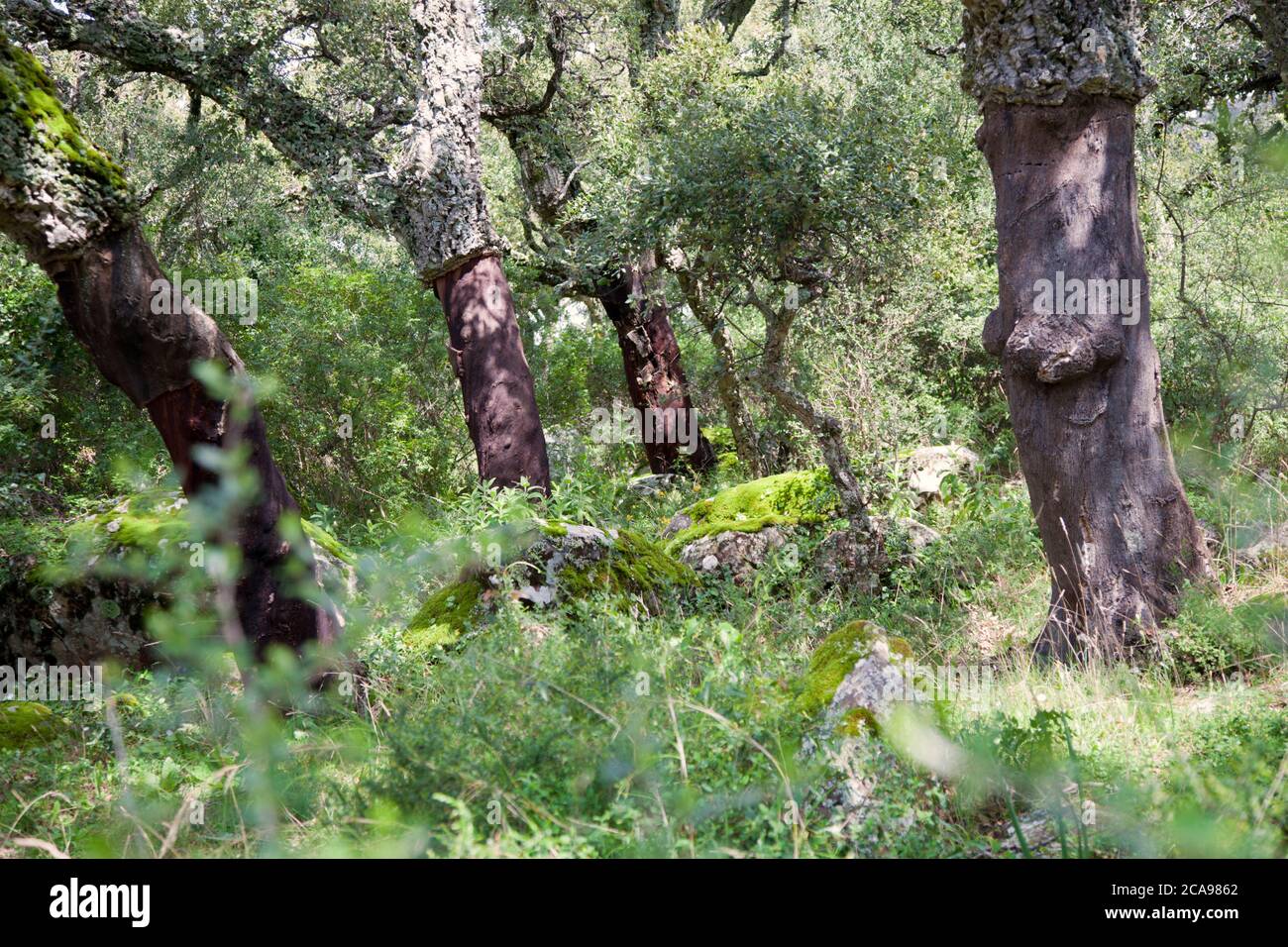 Korkeichenbäume und moosige Felsbrocken im Parque Natural Los Alcornocales in der Nähe von Rondha Stockfoto