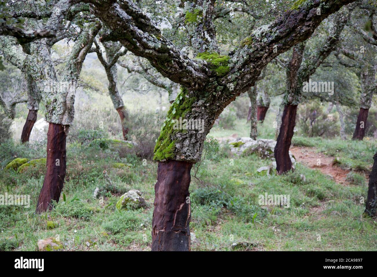 Korkeichenbäume in den Wäldern des Parque Natural Los Alcornocales bei Rondha im Süden Spaniens Stockfoto