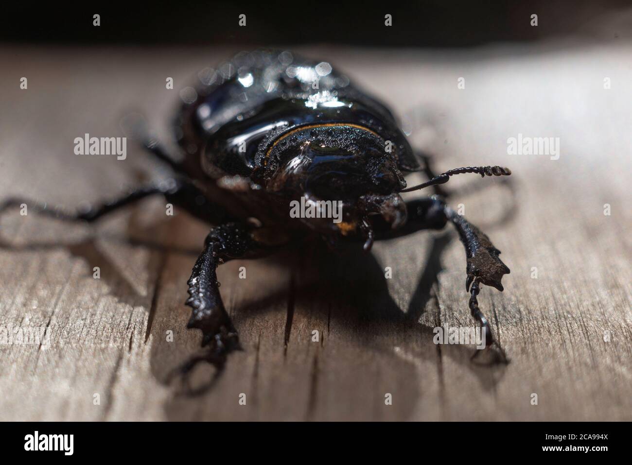Nahaufnahme eines großen braunen Käfers mit Hörnern, auf einem hölzernen Hintergrund, im Regen. Käfer Insekten Bugs Japanisches Nashorn Stockfoto