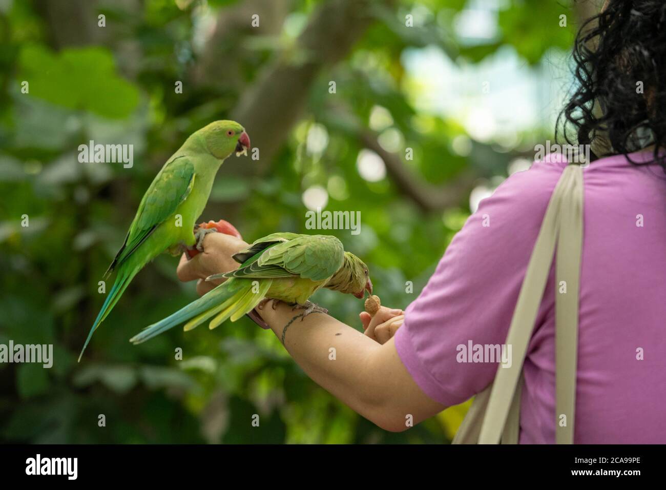 London, Großbritannien. August 2020. Wetter: Feral Sittiche (Psittacula krameri) werden von Touristen in Green Park London von Hand gefüttert (Fotos mit Genehmigung) Kredit: Ian Davidson/Alamy Live Nachrichten Stockfoto