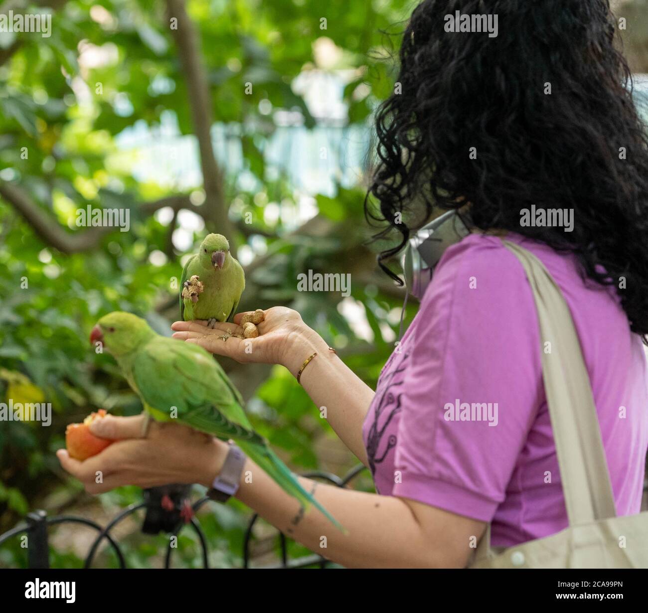 London, Großbritannien. August 2020. Wetter: Feral Sittiche (Psittacula krameri) werden von Touristen in Green Park London von Hand gefüttert (Fotos mit Genehmigung) Kredit: Ian Davidson/Alamy Live Nachrichten Stockfoto