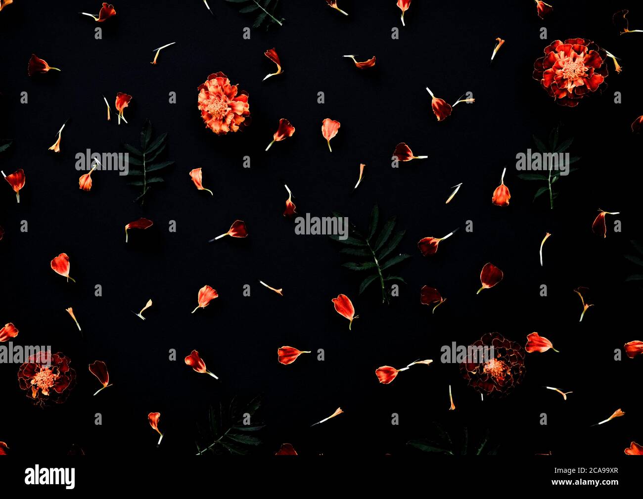Ringelblumen auf schwarzem Hintergrund. Muster mit Ringelblumen, Blütenblättern und Blättern auf dunkelschwarzem Hintergrund. Flach liegend. Stockfoto