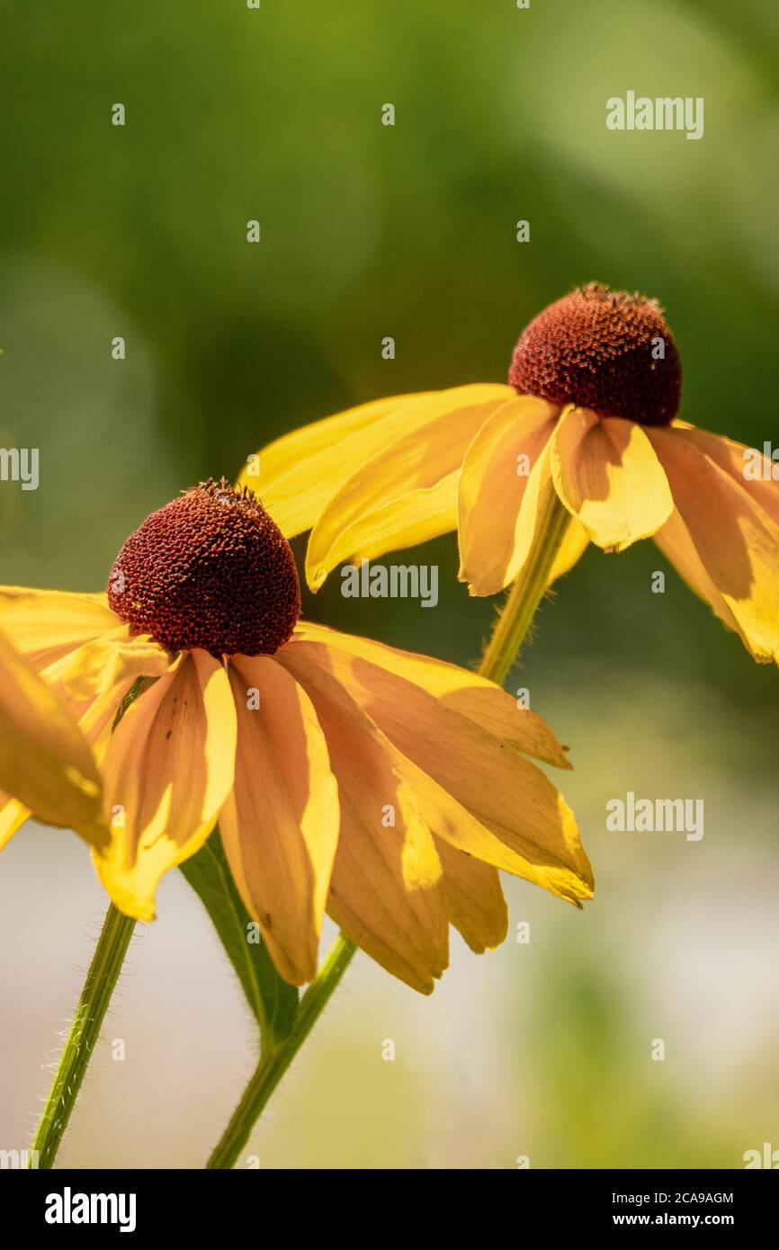 Nahaufnahme der bunten Gelb coneflowers (Echinacea) auf einem sonnigen Sommertag Stockfoto