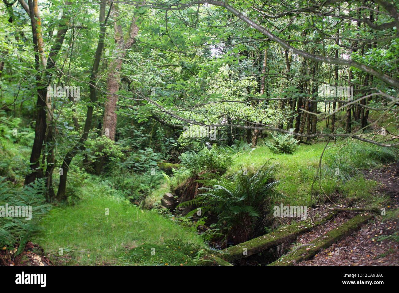 Alter Wachstumswald in Anglezarke, Chorley, England Stockfoto