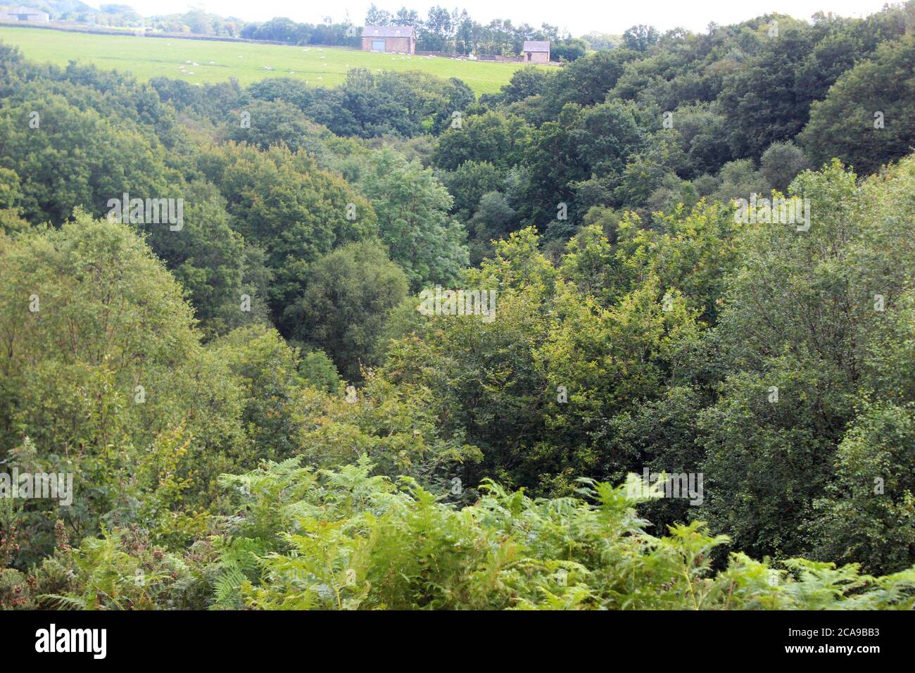Dicke Waldbäume von der auftauchenden Schicht (oben) in Anglezarke, Chorley, England Stockfoto